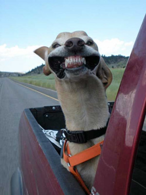 ... Dogs, Cars Riding, Dental Care, Funny Stuff, Funnydogs, Happy Dogs