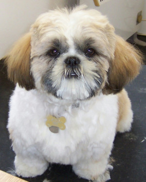 trimming dogs for over 28 years.