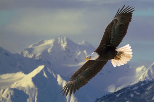 The Soaring Eagle Society was founded in 2004 at the very first Summit ...