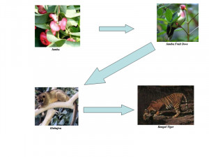 Tropical Rainforest Biome Food Chain