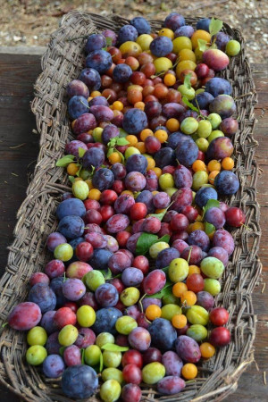 Summer harvest of plums - Isabella dalla Ragione