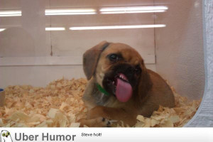 Failure at taking a picture of a cute puppy | Funny Pictures, Quotes ...