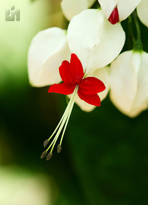 Bleeding Heart Flower...