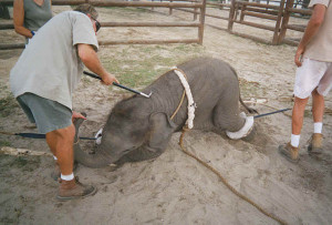 Circus Animals: Torturing Babies for YOUR pleasure!