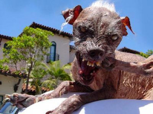 picture of ugly animals, funny ugly dog pictures, fat animals photos ...