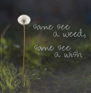 its a weed and people try to get rid of it but it becomes a wish and ...