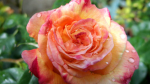 1920x1080 Wallpaper rose, flower, bud, drop, freshness, close-up