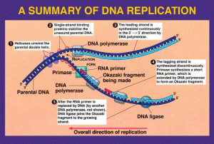 Dna Replication Structure And Diagrams 4