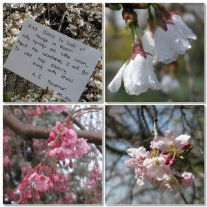 Cherry Blossom Poetry