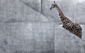 stair climbing giraffe funny desktop wallpaper download stair climbing ...