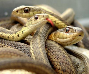 Interesting facts about Snakes