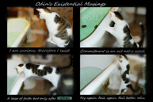 ... of cats tagged cat bath quote curious reflection existential cat humor