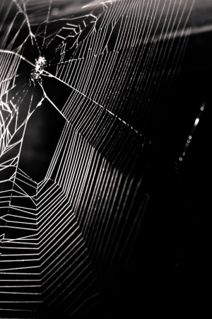 Spider Web Free Stock Photo
