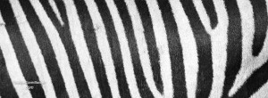 Zebra stripe pattern safari Facebook cover