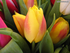 pink tulips wallpapers yellow pink tulips wallpapers yellow pink ...
