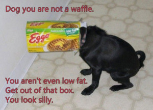 Waffle_Dog_funny_picture