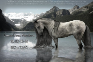 Mustang Horse Breed Details