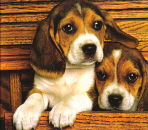 Beagles Image