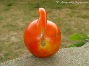 The Biggest Tomato Plant World Amazing And Funny Pictures