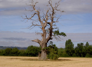 SO3844 : Dying Oak Tree