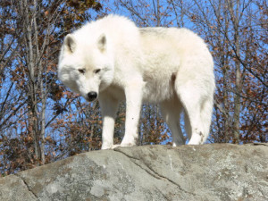 ... am a white furred, feral wolf, four legged real life wolf