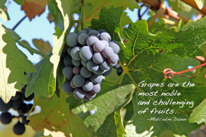 red-purple grapes, green leaves, blue sky with a quote: Grapes are the ...