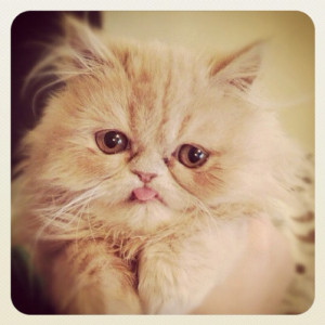 Stick Your Tongues Out Cancer