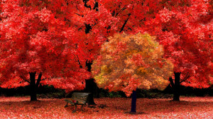 red-autumn-art-autumn-autumnscene-beautiful-leaves-nature-park-park ...
