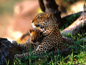 beauty of animal leopard the leopard panthera pardus is a member of ...