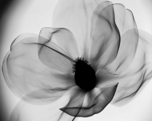 Source: http://www.x-rayarts.com/x-ray.html