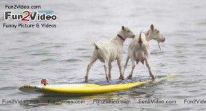 Funny Surfing Goats