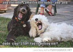 funny pics funny dogs funny jokes funny dog pictures for more ...