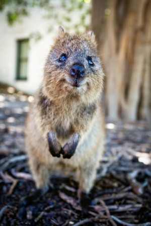 Quokka Pictures – 6 Images of the World’s Most Photogenic Animal.