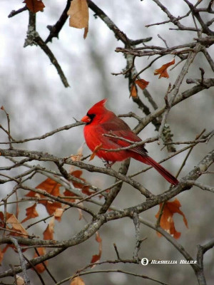 Pinned by Joyce Acuff