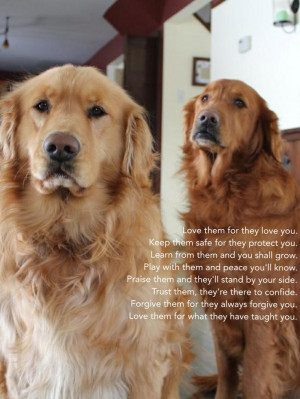 Dog quotes