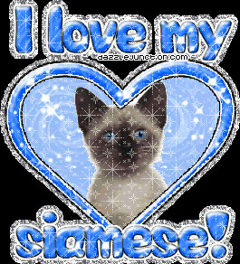 Cat Lovers I Love My Siamese quote