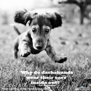 Why do dachshunds wear their ears inside out?” ― P.G. Wodehouse ...