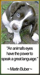 Animal Friendly Quotes