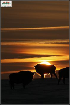 ... sunsets kraina sunrise sunsets bisons camps sunrises sunsets bisons