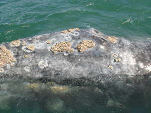 Barnacles On Whales