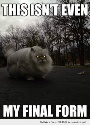 isn't final form fat evil cat lolcat animal glowing eyes funny pics ...