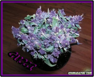 All Graphics » purple haze weed