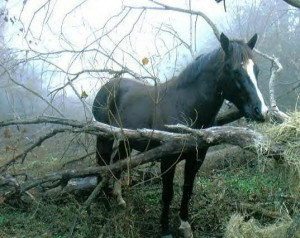 Discuss Horse stuck in tree! at the Horse Chat forum - Horse Forums.