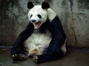 母熊猫大熊猫高清电脑壁纸 动物壁纸