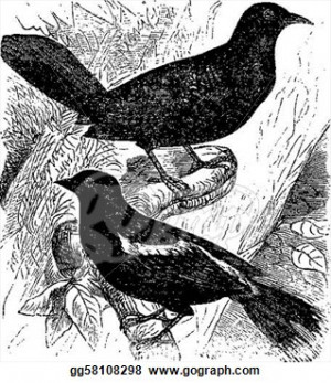 Red Bird Stock Illustrations