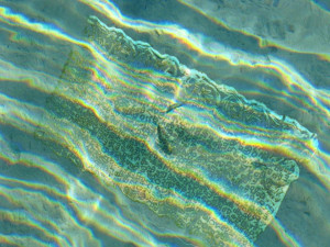 Kids paragraphs using adjective phrases