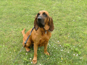 Bloodhound Breed Pictures...