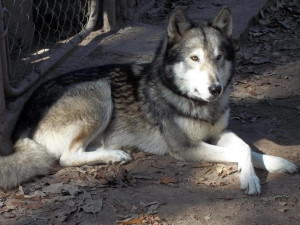 German Shepherds Timber Wolf Hybrid