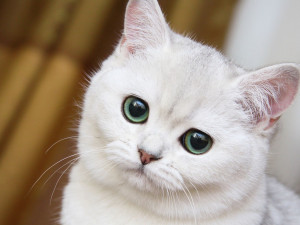 Innocent Cute Cat Blue Eyes