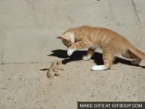 Cute Cat And Snake Animated...